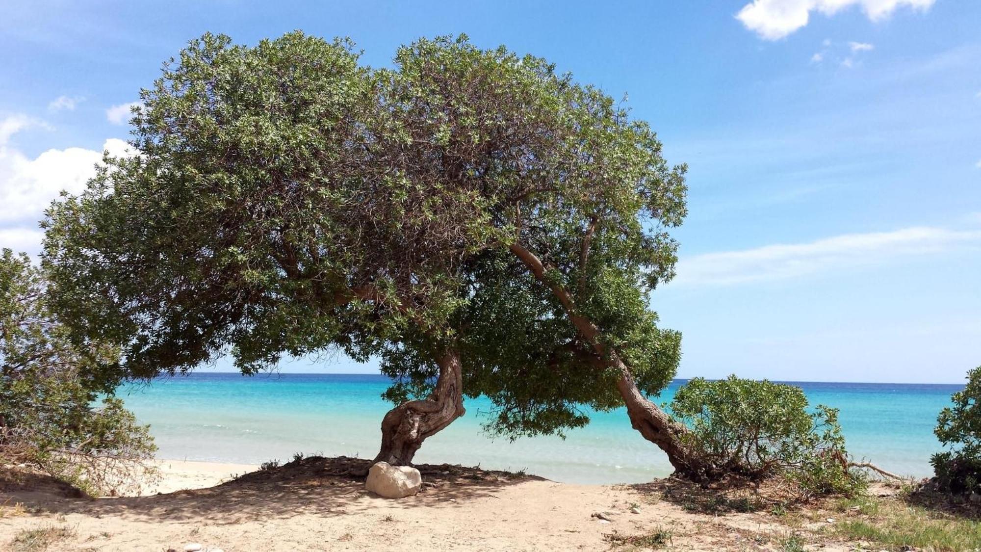 הוילה אבולה Authentic Sicilian Charm, Pool, Sea View, Wi-Fi & Parking מראה חיצוני תמונה